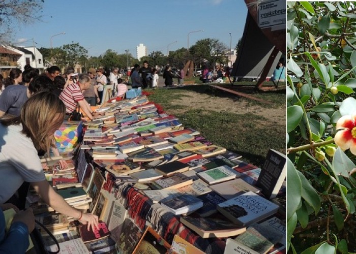 Cidade sem biblioteca, uma flor no mangue