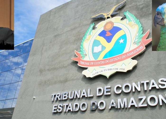 O Papagaio Moleirão no Tribunal de Contas TCE-AM