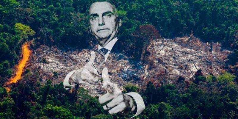 Lições do pau-brasil: os crimes ambientais